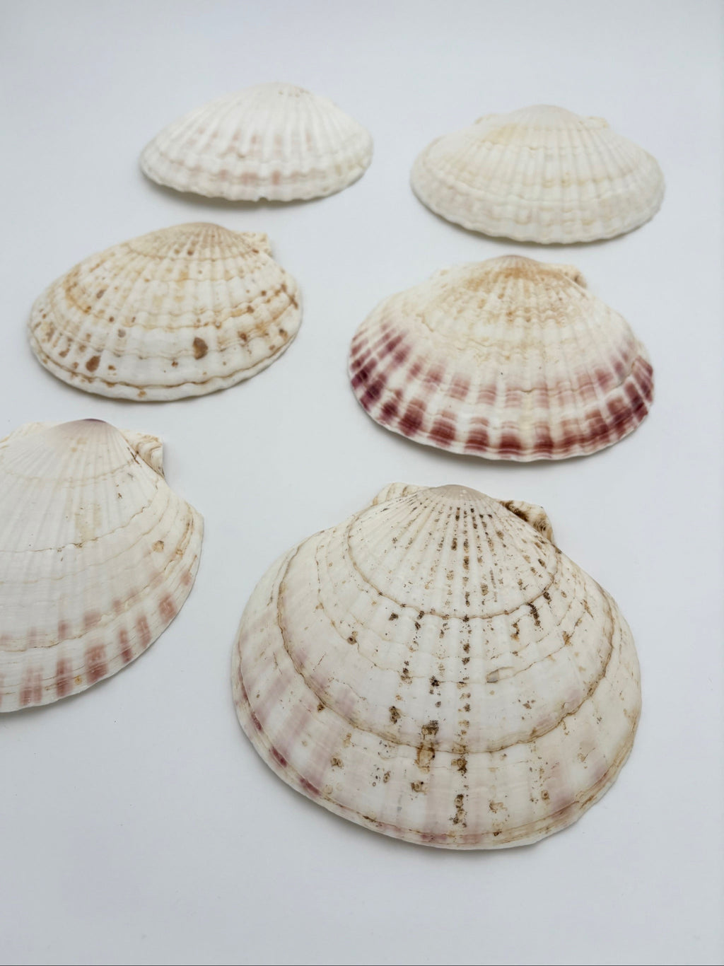 Vintage Seashell Appetizer Plates