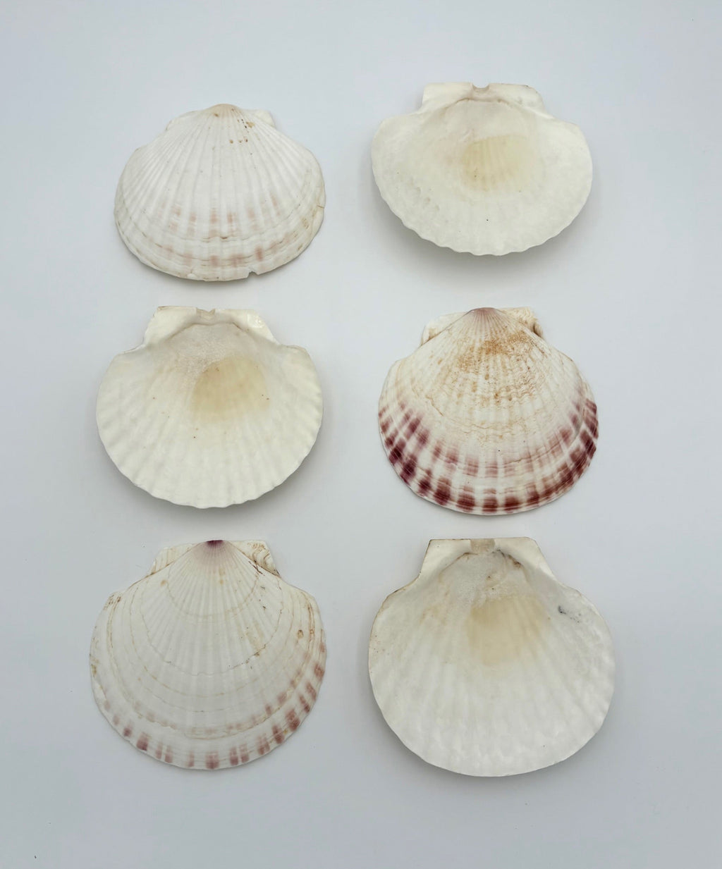 Vintage Seashell Appetizer Plates