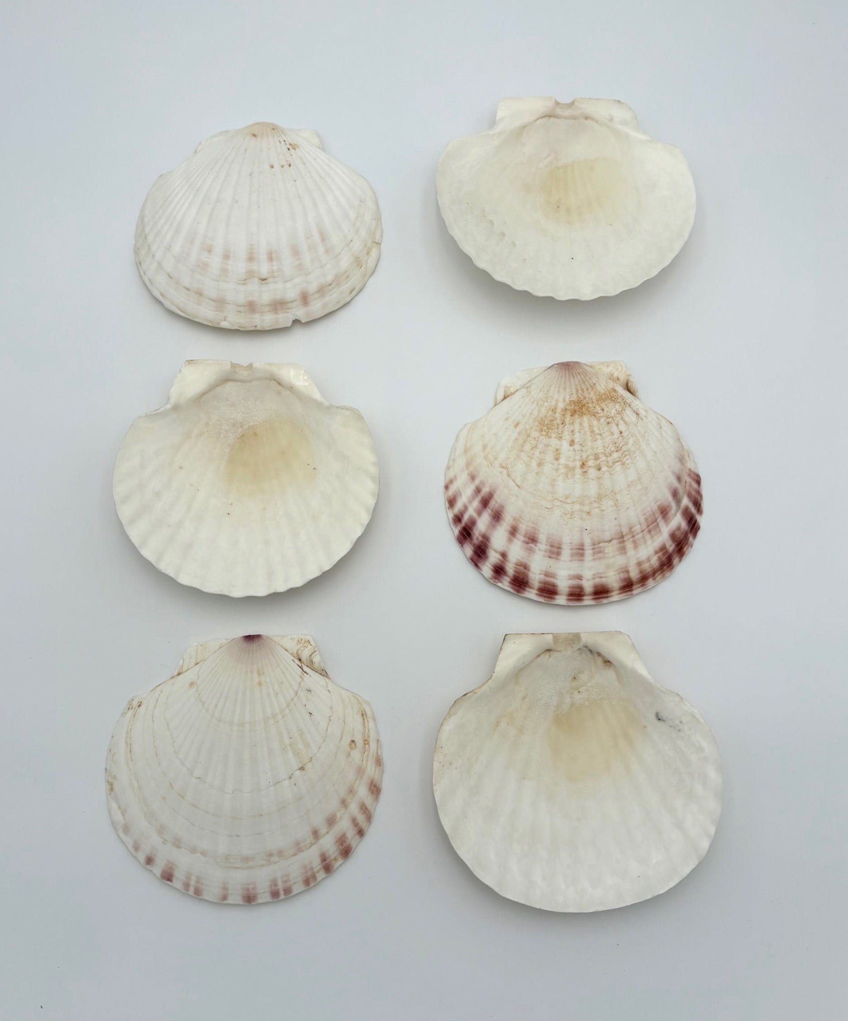 Vintage Seashell Appetizer Plates