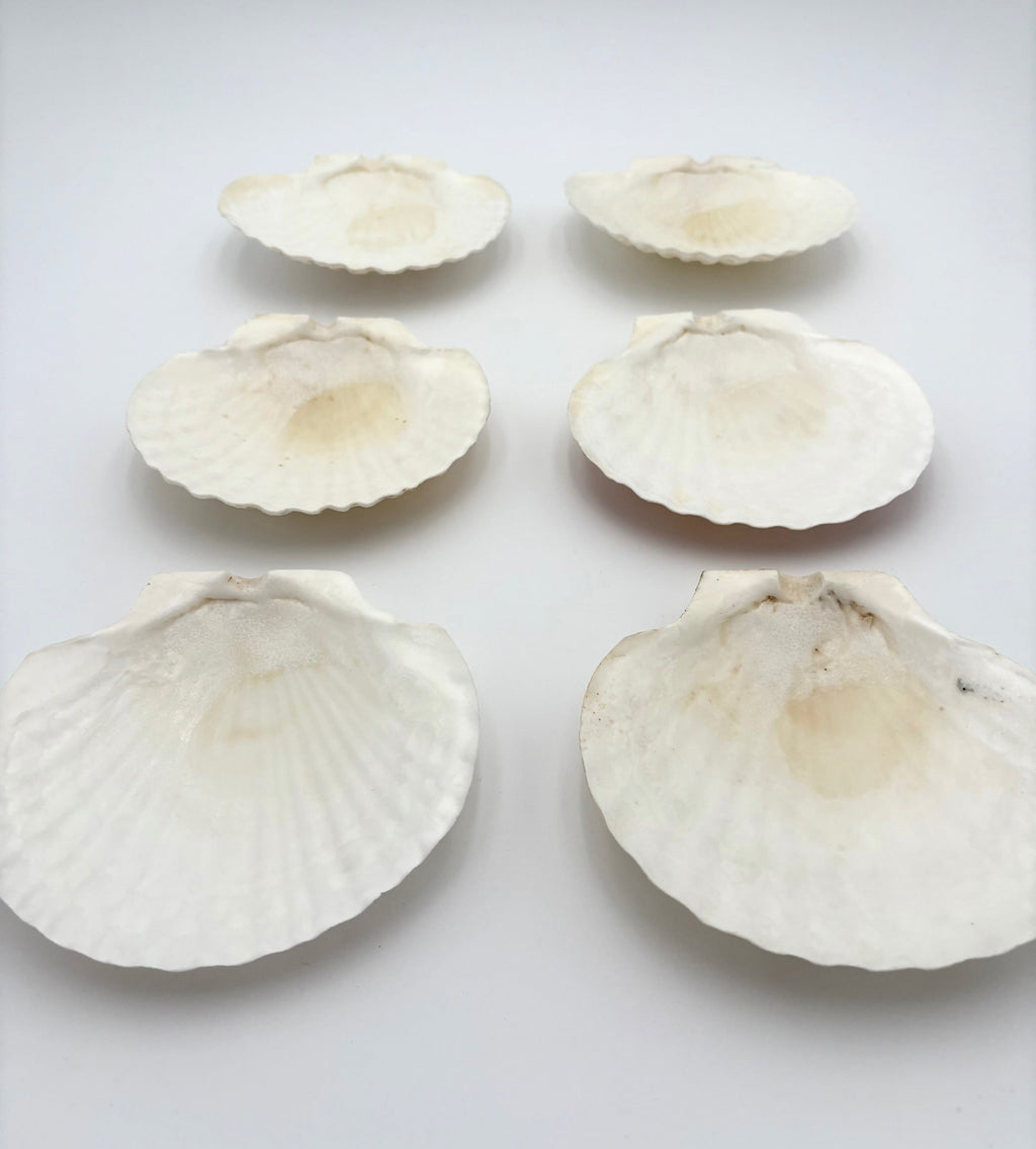 Vintage Seashell Appetizer Plates