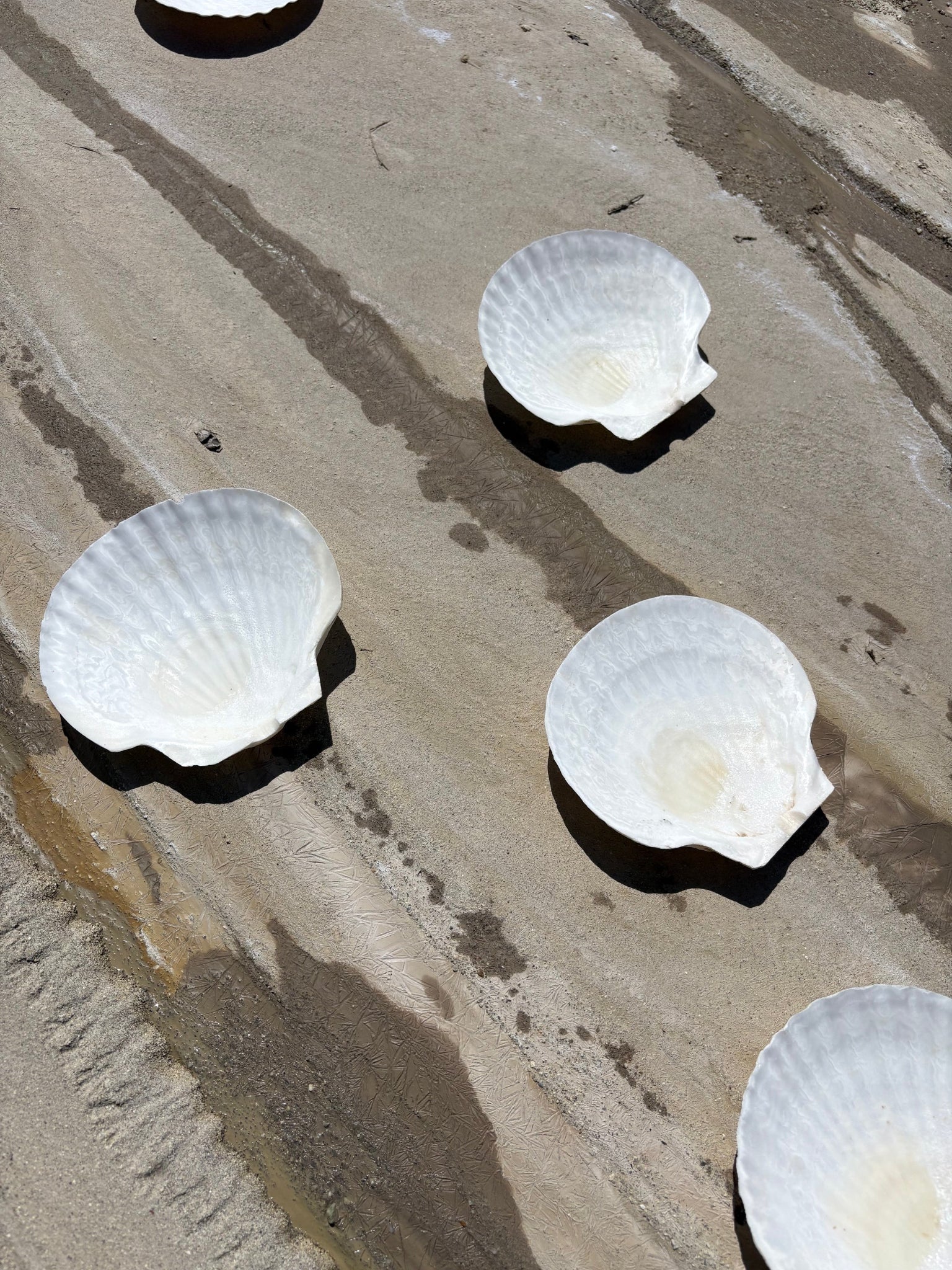 Vintage Seashell Appetizer Plates