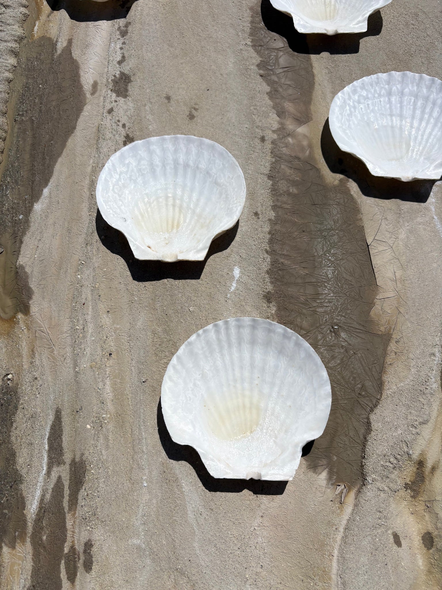 Vintage Seashell Appetizer Plates