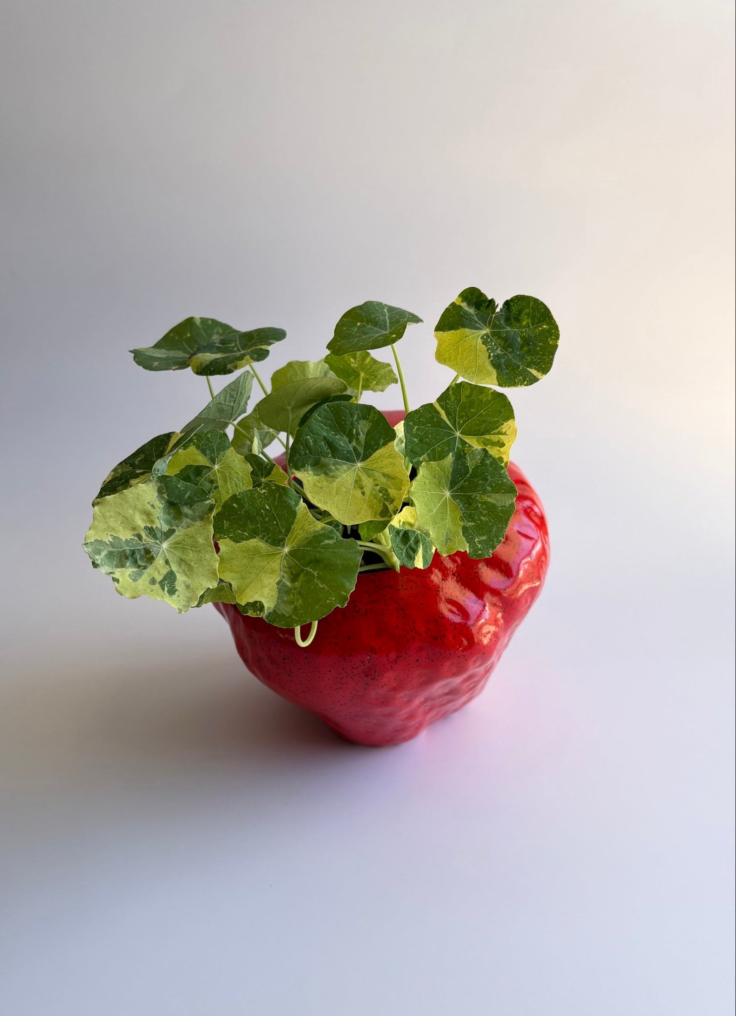 Strawberry Flower Pot