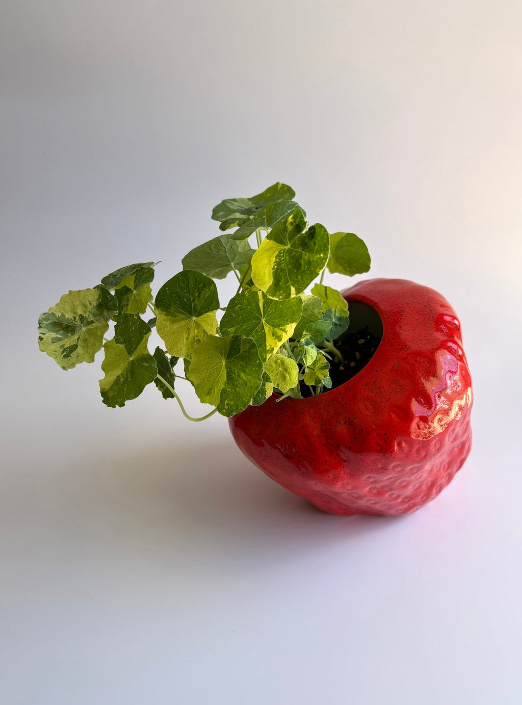Strawberry Flower Pot