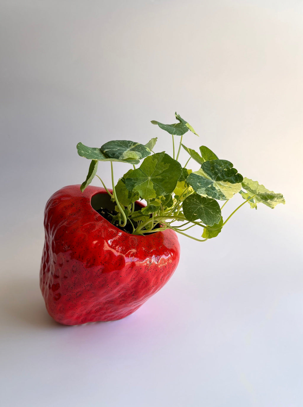 Strawberry Flower Pot